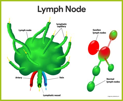lymph cell diagram 